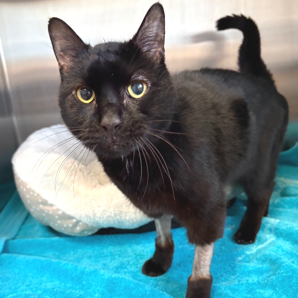 Billy Domestic Shorthair Black 