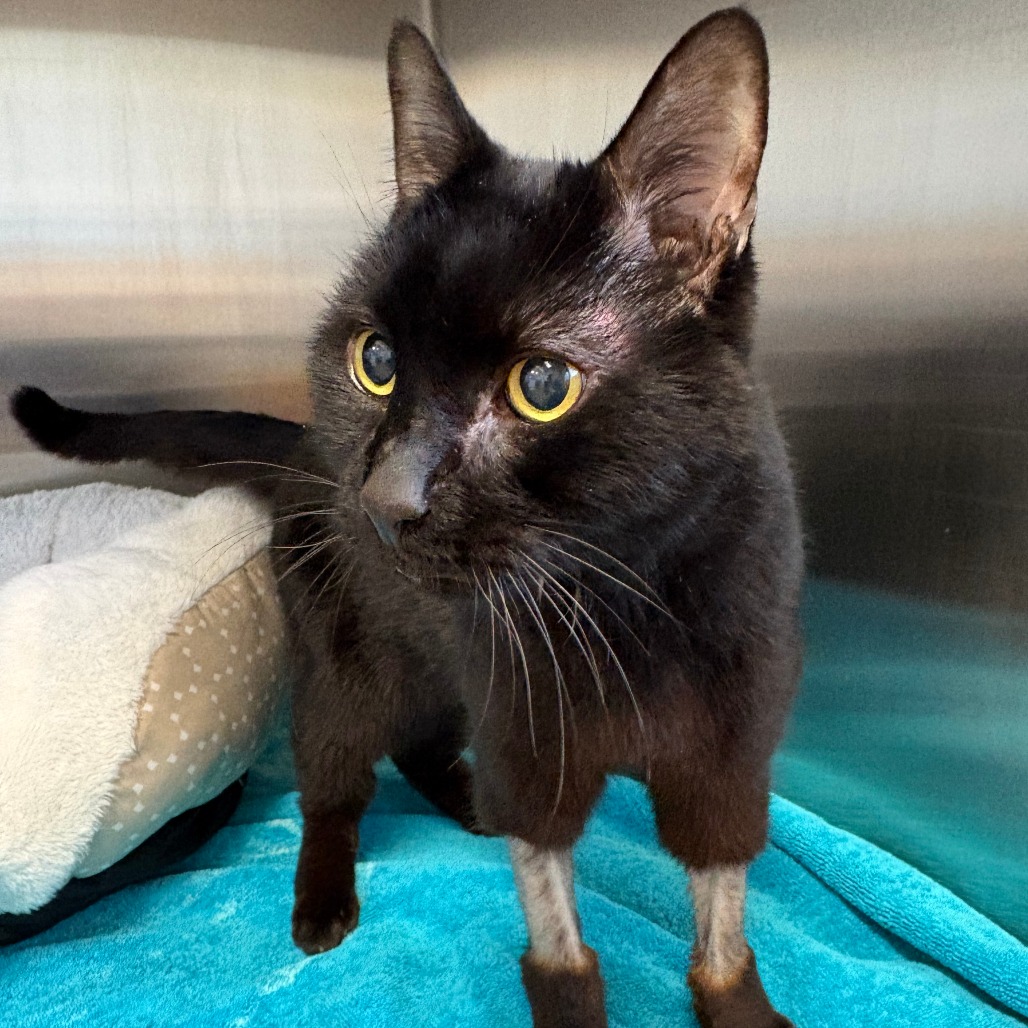 Billy Domestic Shorthair Black 