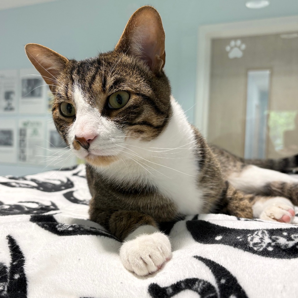 Tyson Domestic Shorthair Brown Tabby