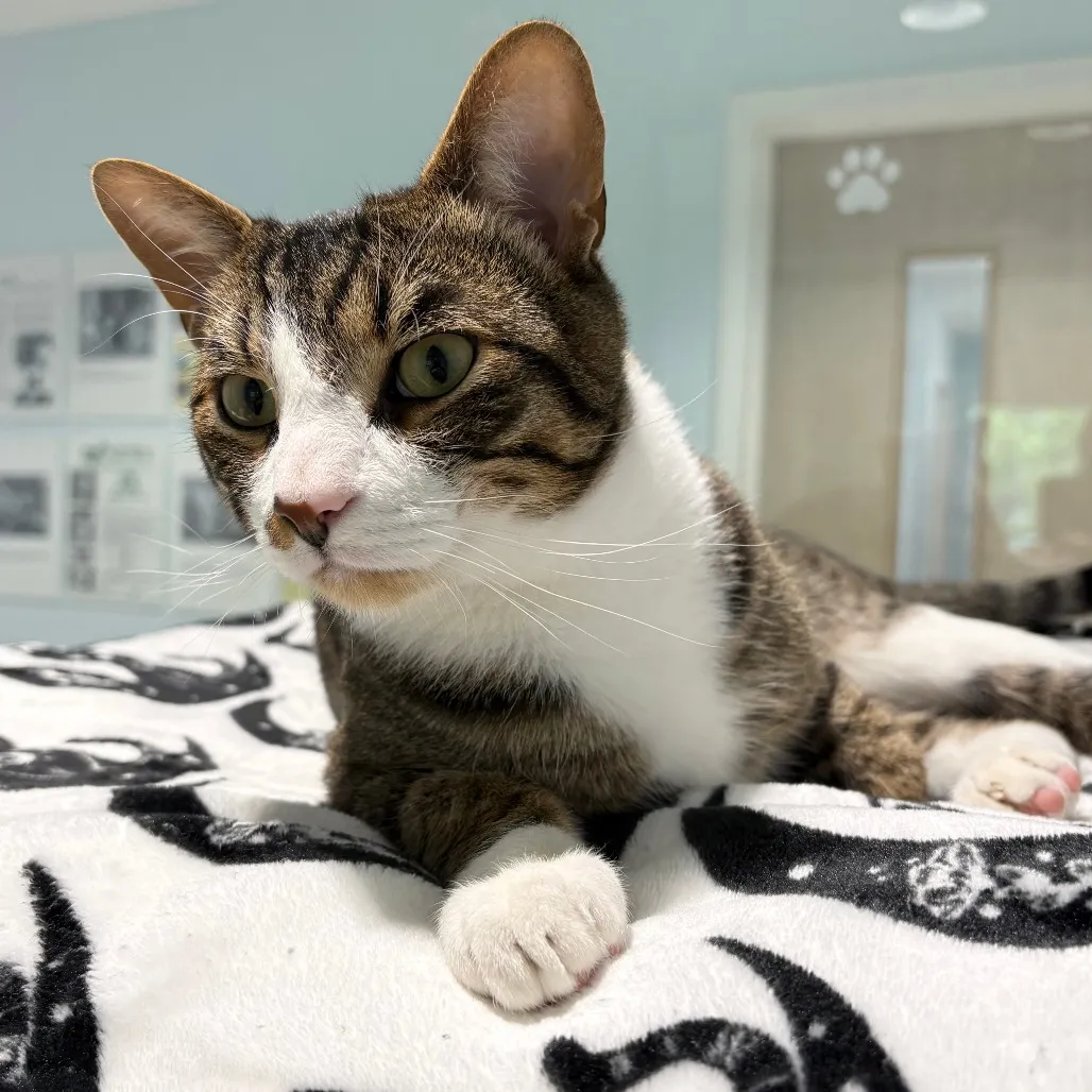 Tyson Domestic Shorthair Brown Tabby