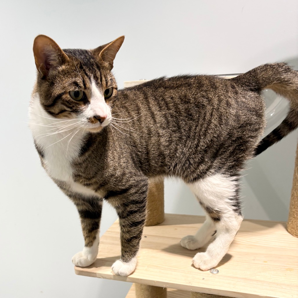 Tyson Domestic Shorthair Brown Tabby
