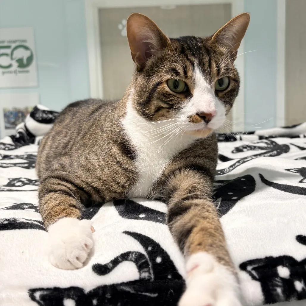 Tyson Domestic Shorthair Brown Tabby
