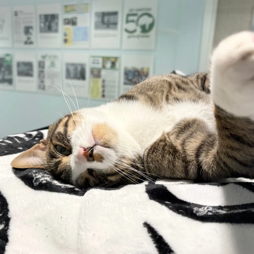 Tyson Domestic Shorthair Brown Tabby