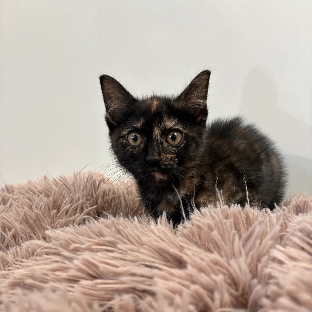 Chai Domestic Shorthair Calico 