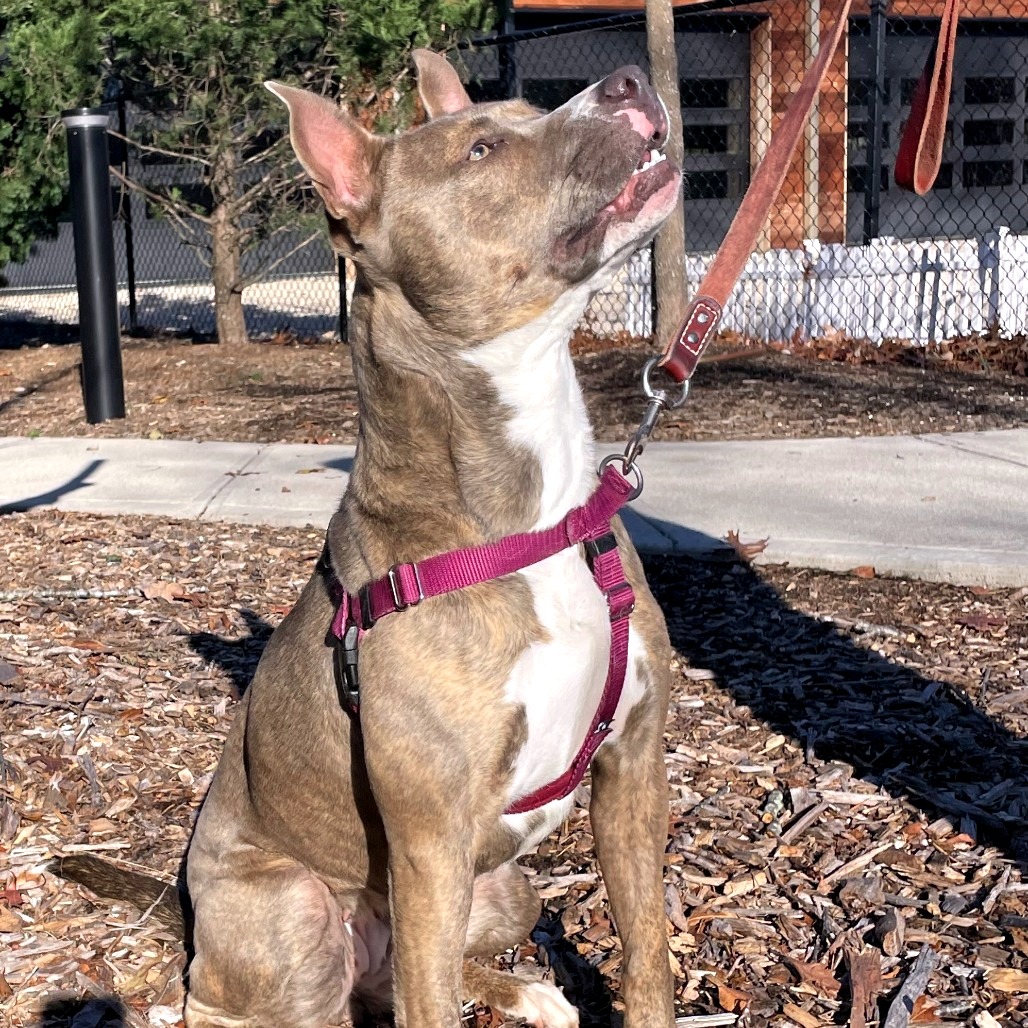 Celine Terrier, Pit Bull Grey Brindle