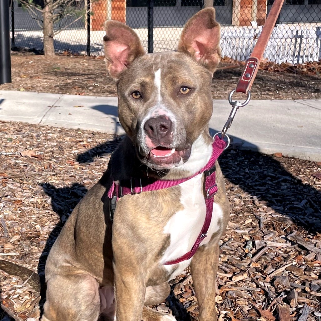 Celine Terrier, Pit Bull Grey Brindle