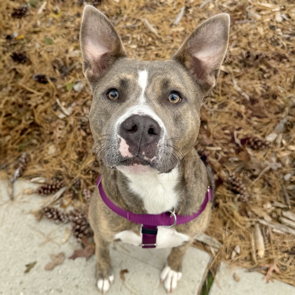 Celine Terrier, Pit Bull Grey Brindle
