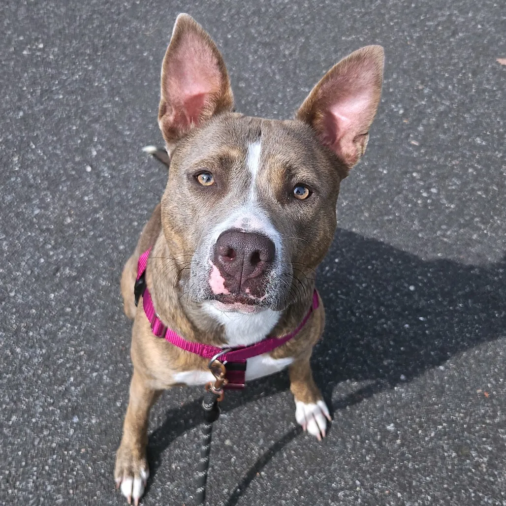 Celine Terrier, Pit Bull Grey Brindle
