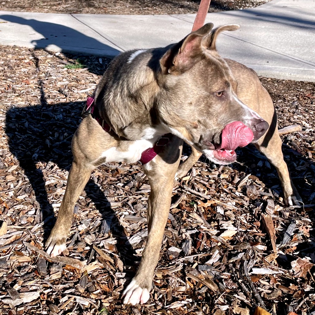 Celine Terrier, Pit Bull Grey Brindle