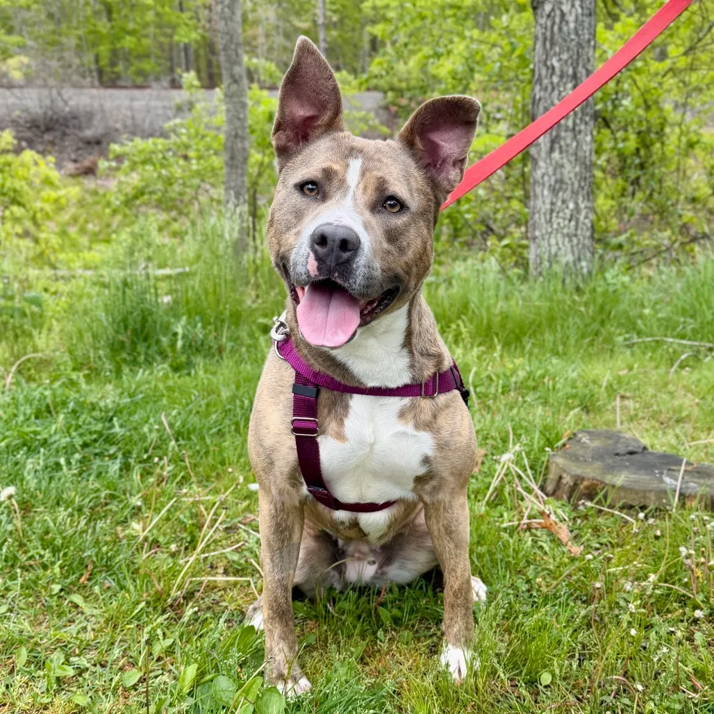 Celine Terrier, Pit Bull Grey Brindle