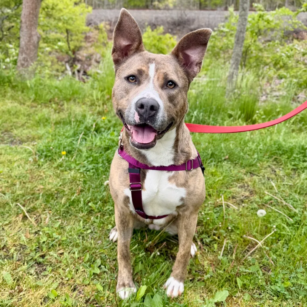 Celine Terrier, Pit Bull Grey Brindle