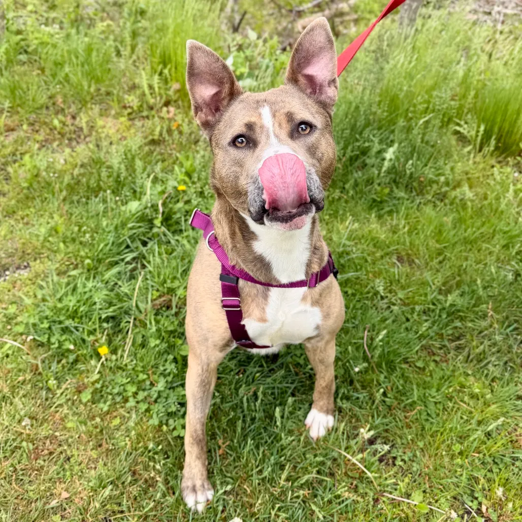 Celine Terrier, Pit Bull Grey Brindle