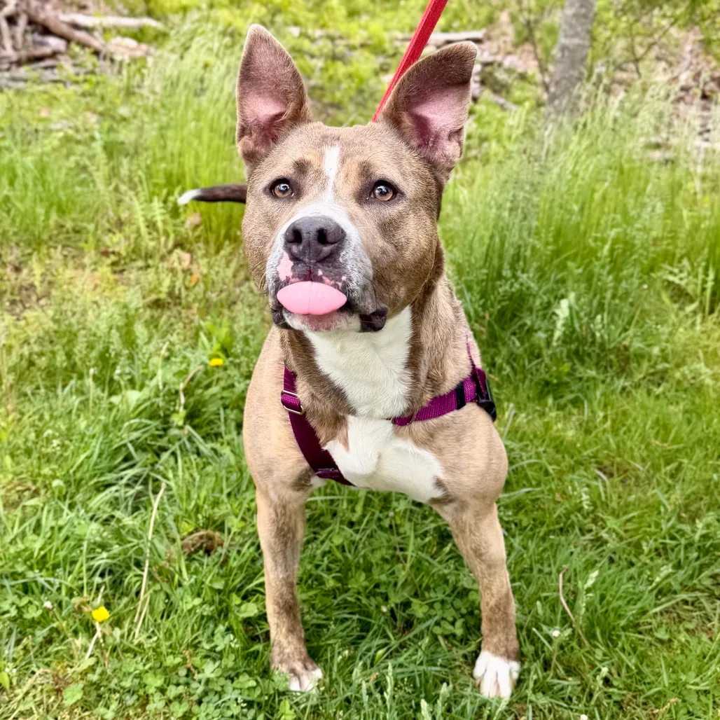 Celine Terrier, Pit Bull Grey Brindle