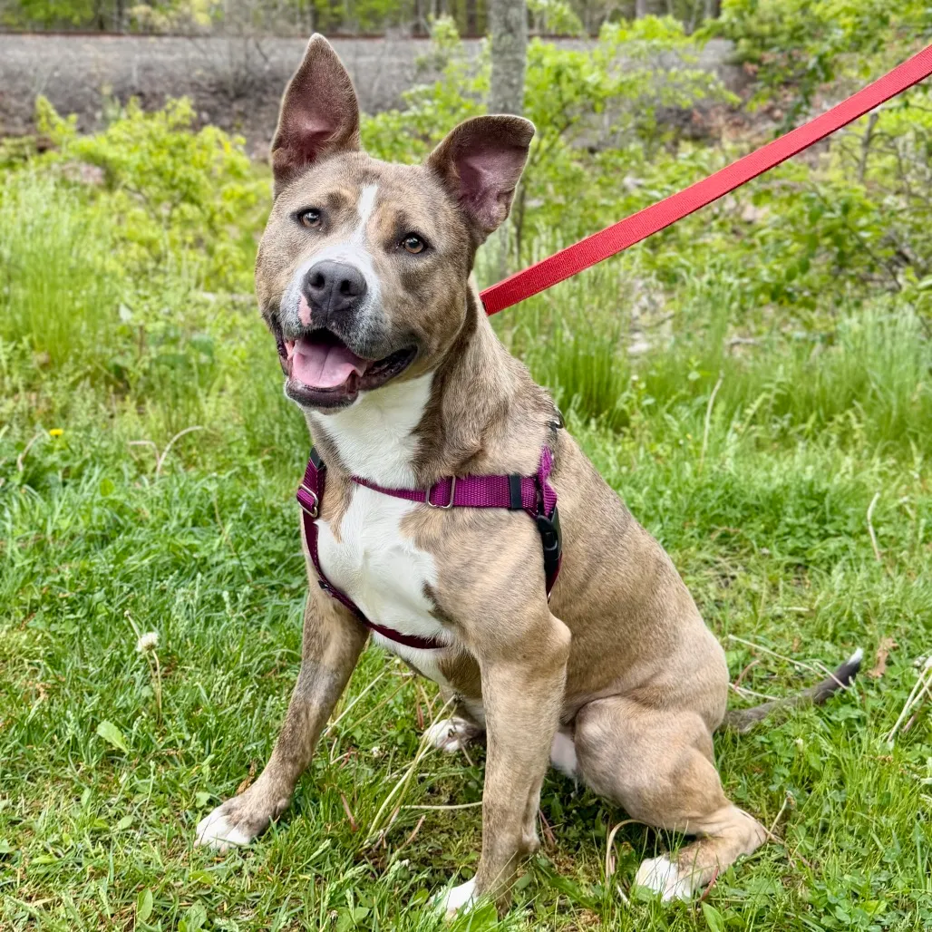 Celine Terrier, Pit Bull Grey Brindle