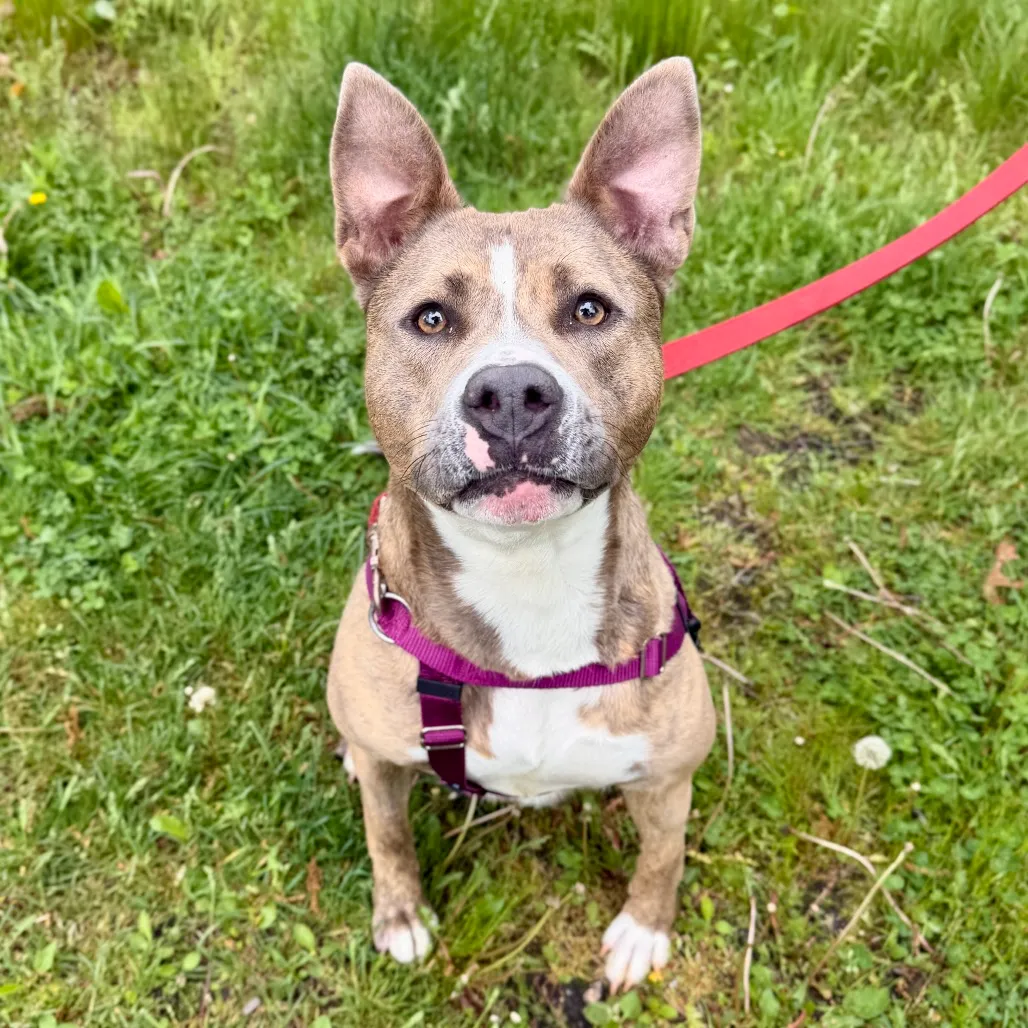 Celine Terrier, Pit Bull Grey Brindle