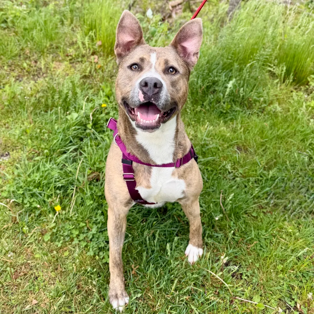 Celine Terrier, Pit Bull Grey Brindle