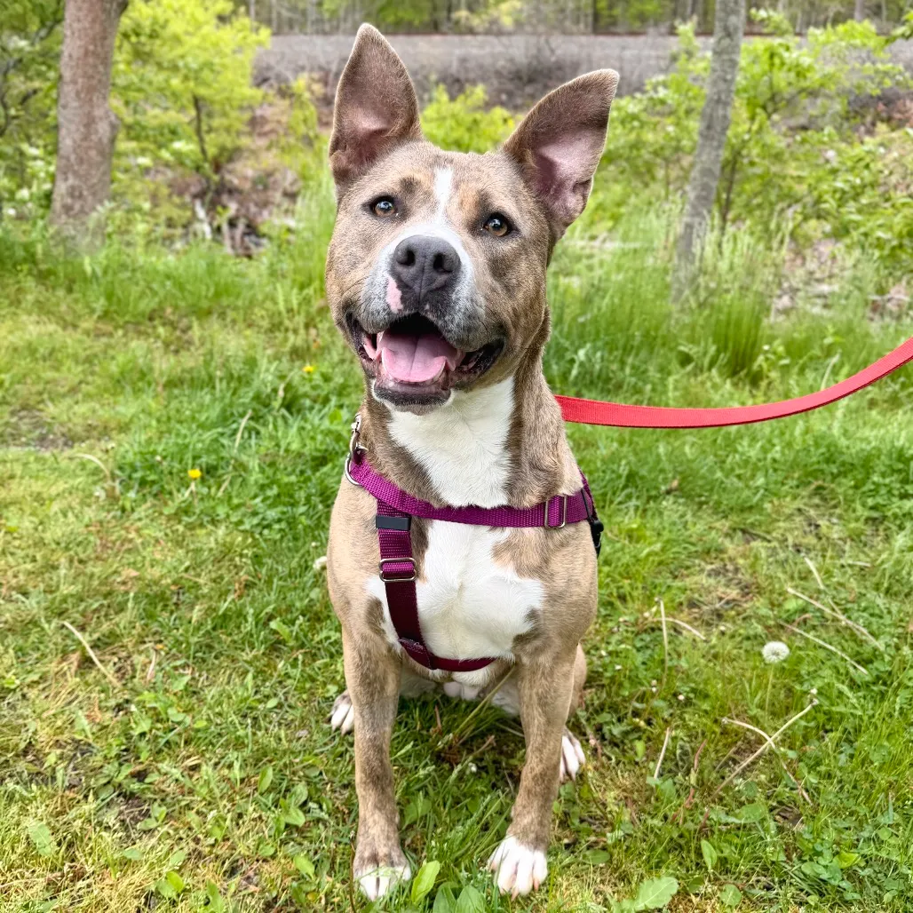 Celine Terrier, Pit Bull Grey Brindle