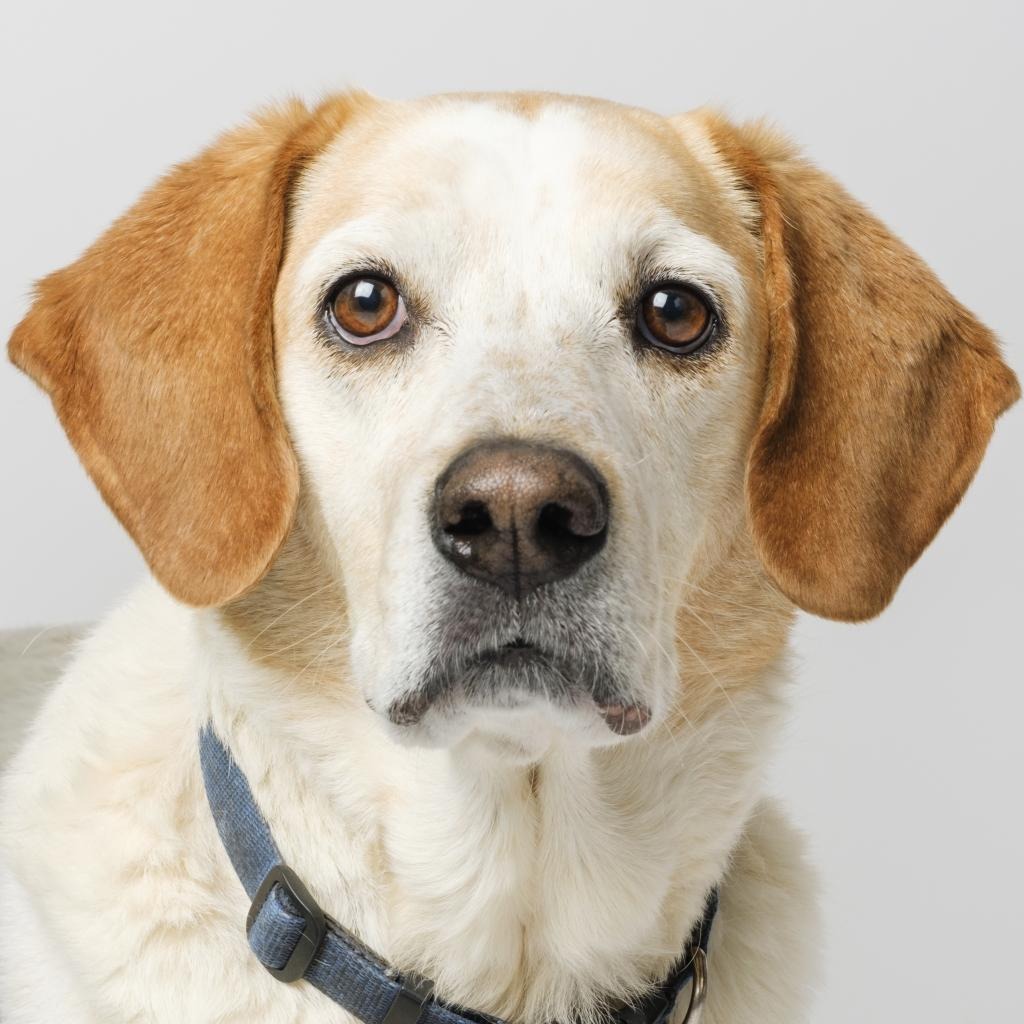 CoCo Hound Tan/White None