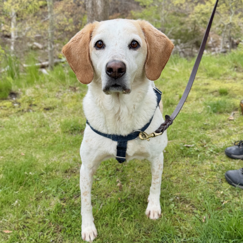 CoCo Hound Tan/White None
