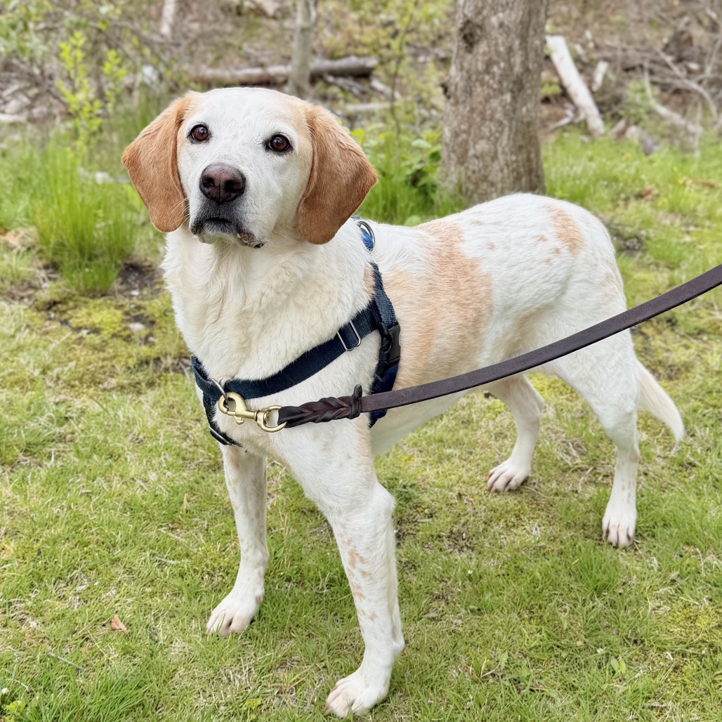CoCo Hound Tan/White None