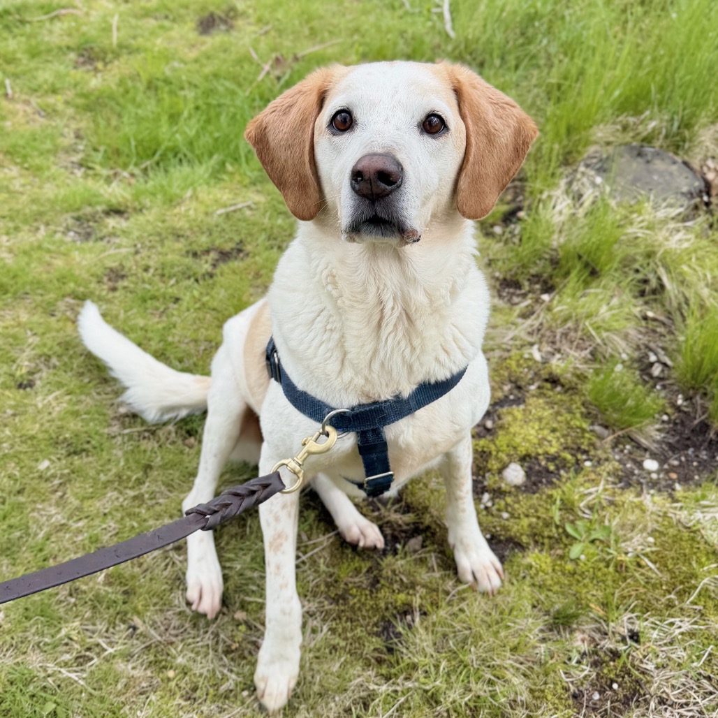 CoCo Hound Tan/White None
