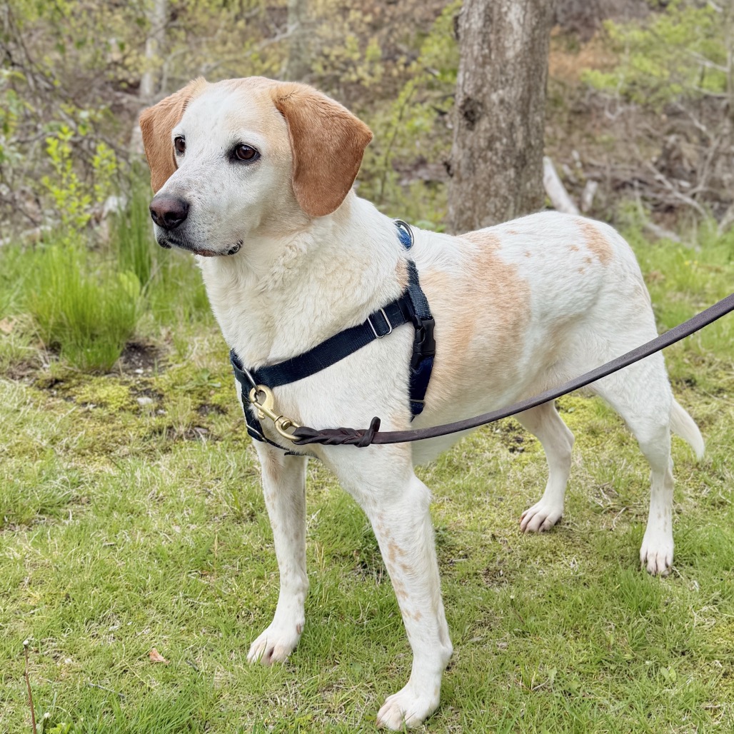 CoCo Hound Tan/White None