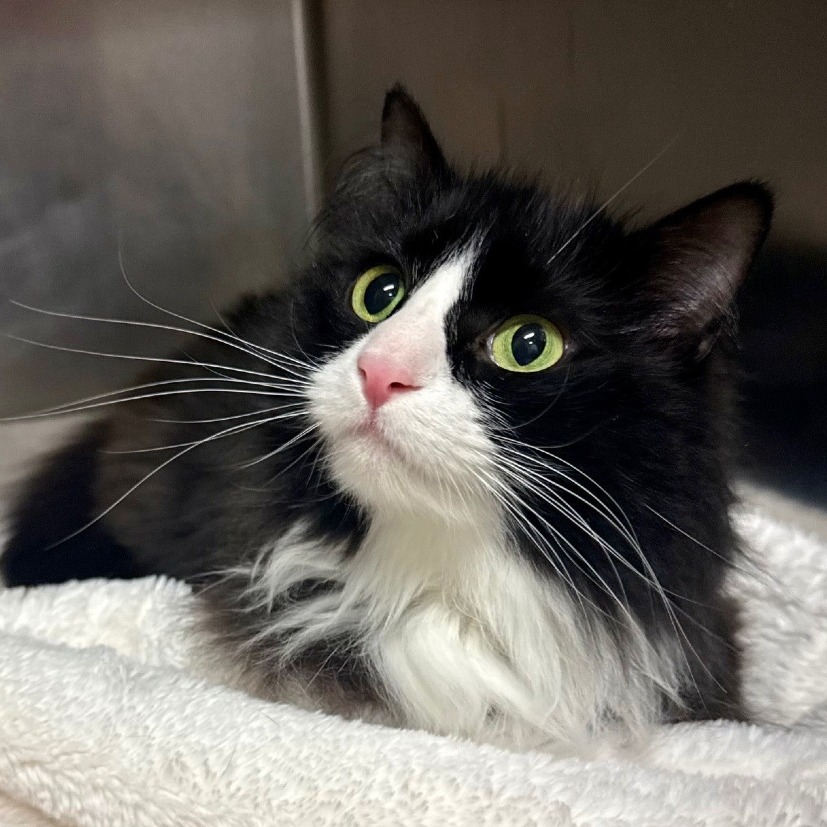 Coco Domestic Longhair Black/White None
