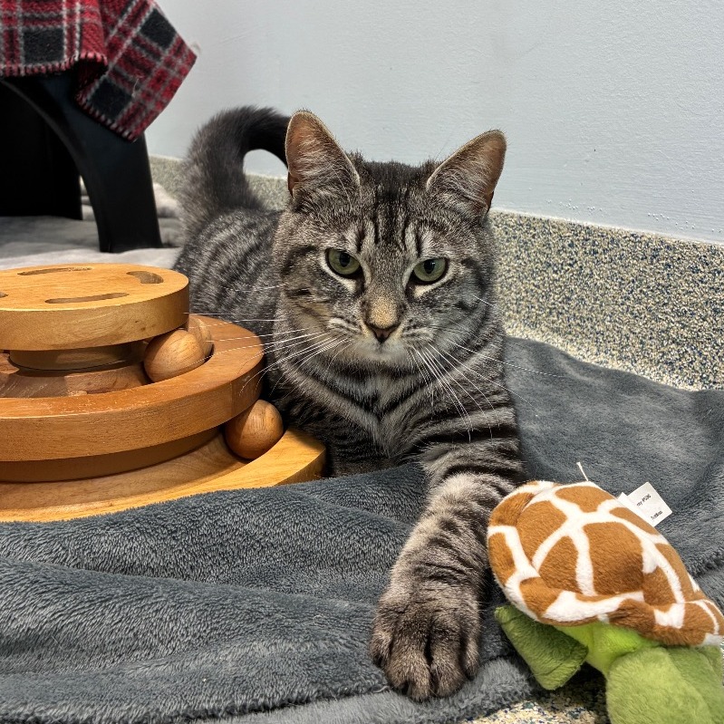 Edmond Domestic Shorthair Grey/Black None
