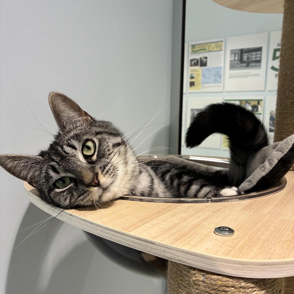 Edmond Domestic Shorthair Grey/Black None