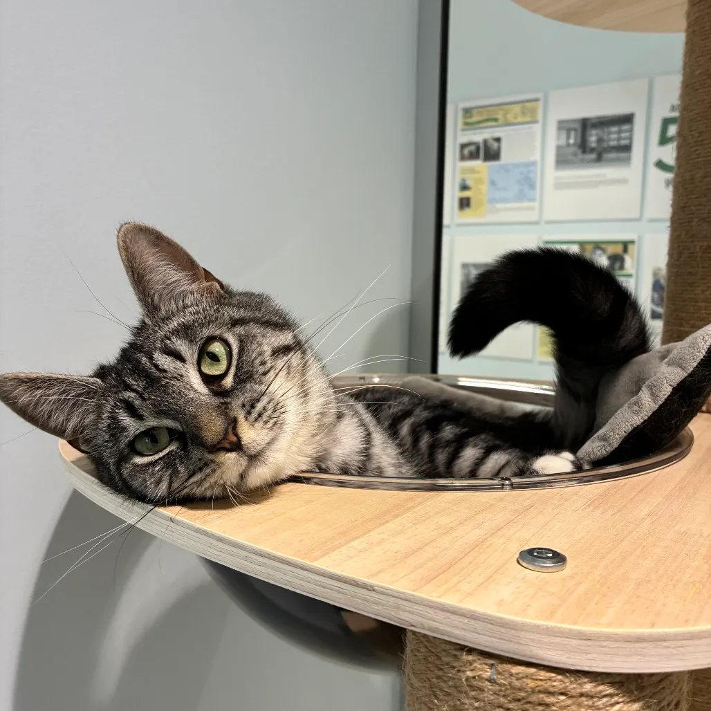 Edmond Domestic Shorthair Grey/Black None