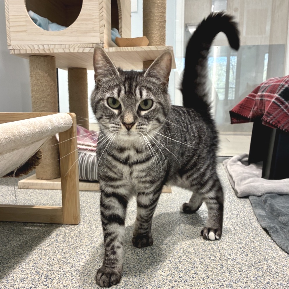 Edmond Domestic Shorthair Grey/Black None