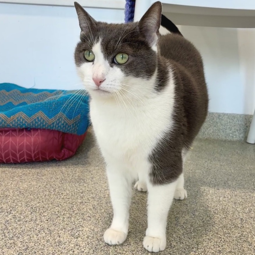 Luna Domestic Shorthair Grey 