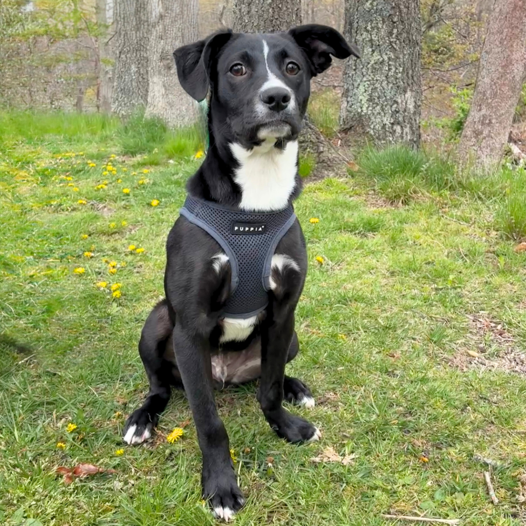 Peter Retriever, Black Labrador Black 