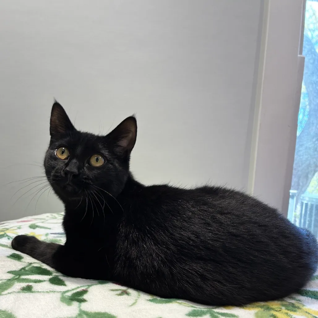 Stormfly Domestic Shorthair Black 