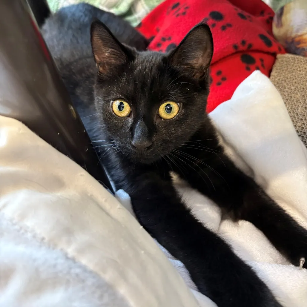 Stormfly Domestic Shorthair Black 