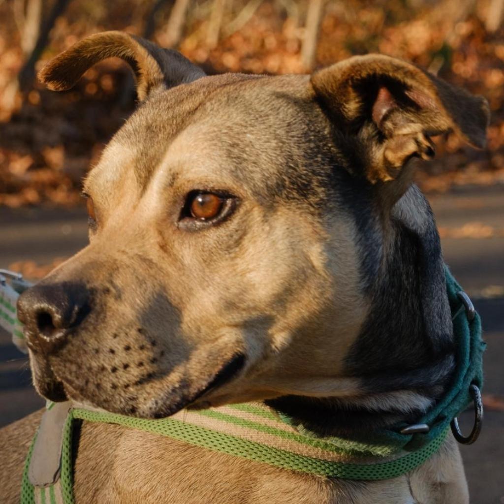 Hot Dog Bulldog, American/Mix Brown/Fawn None