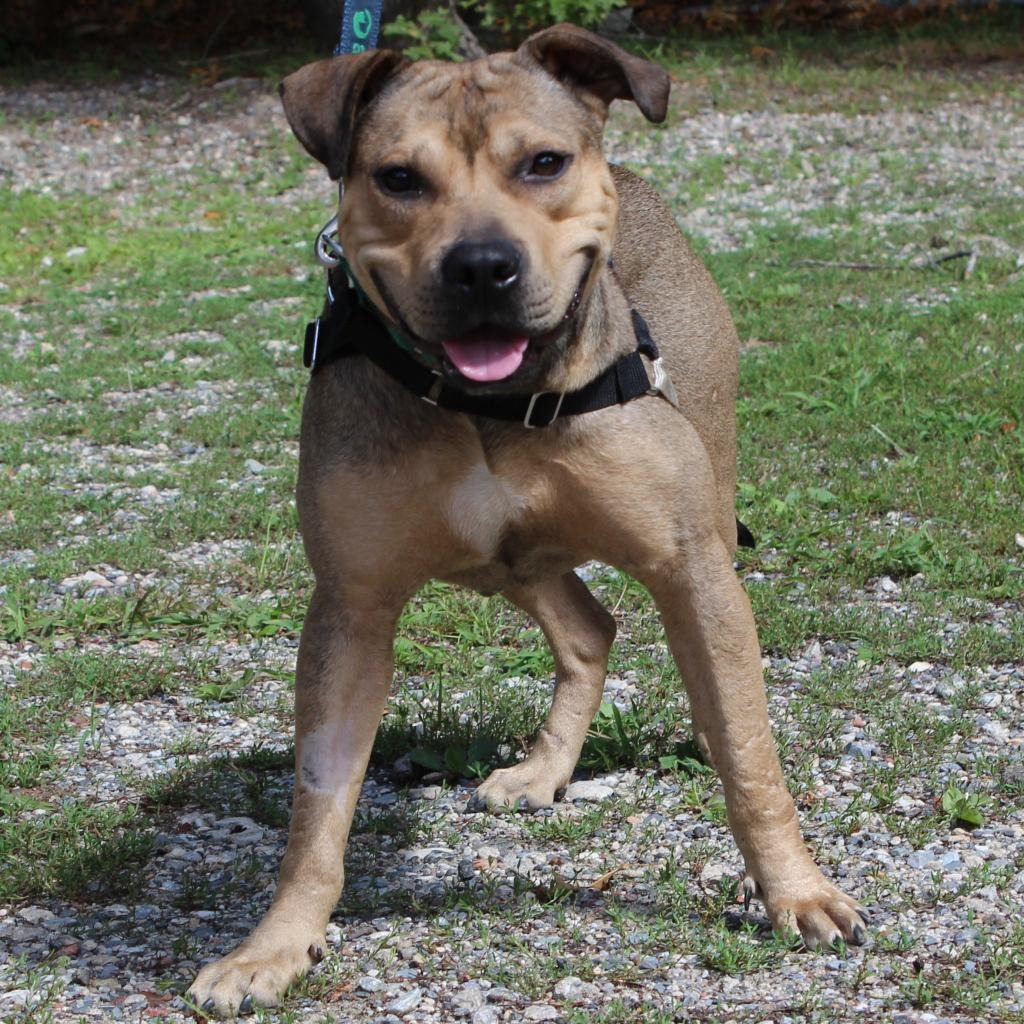 Hot Dog Bulldog, American/Mix Brown/Fawn None