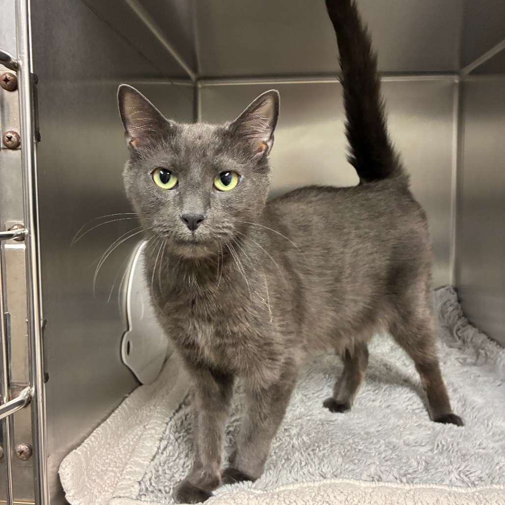 Toby Domestic Shorthair Grey 