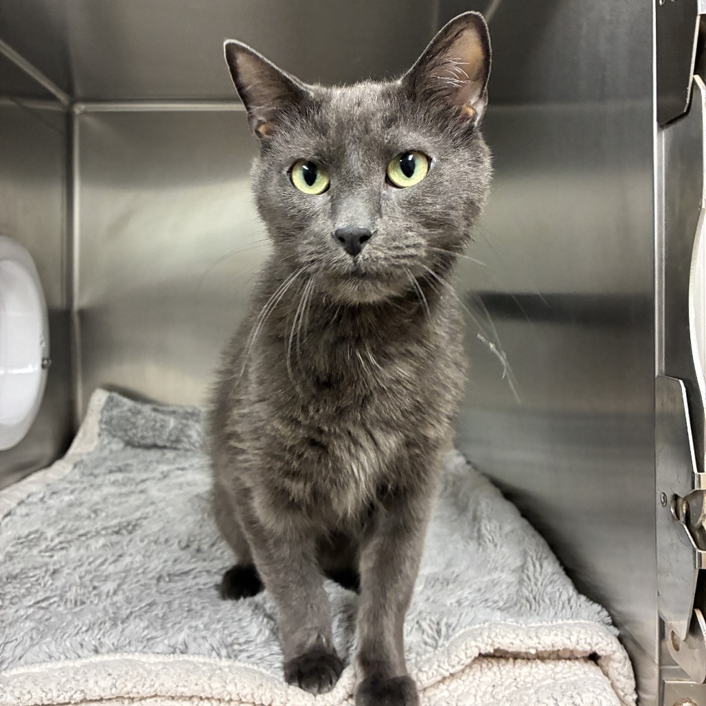 Toby Domestic Shorthair Grey 