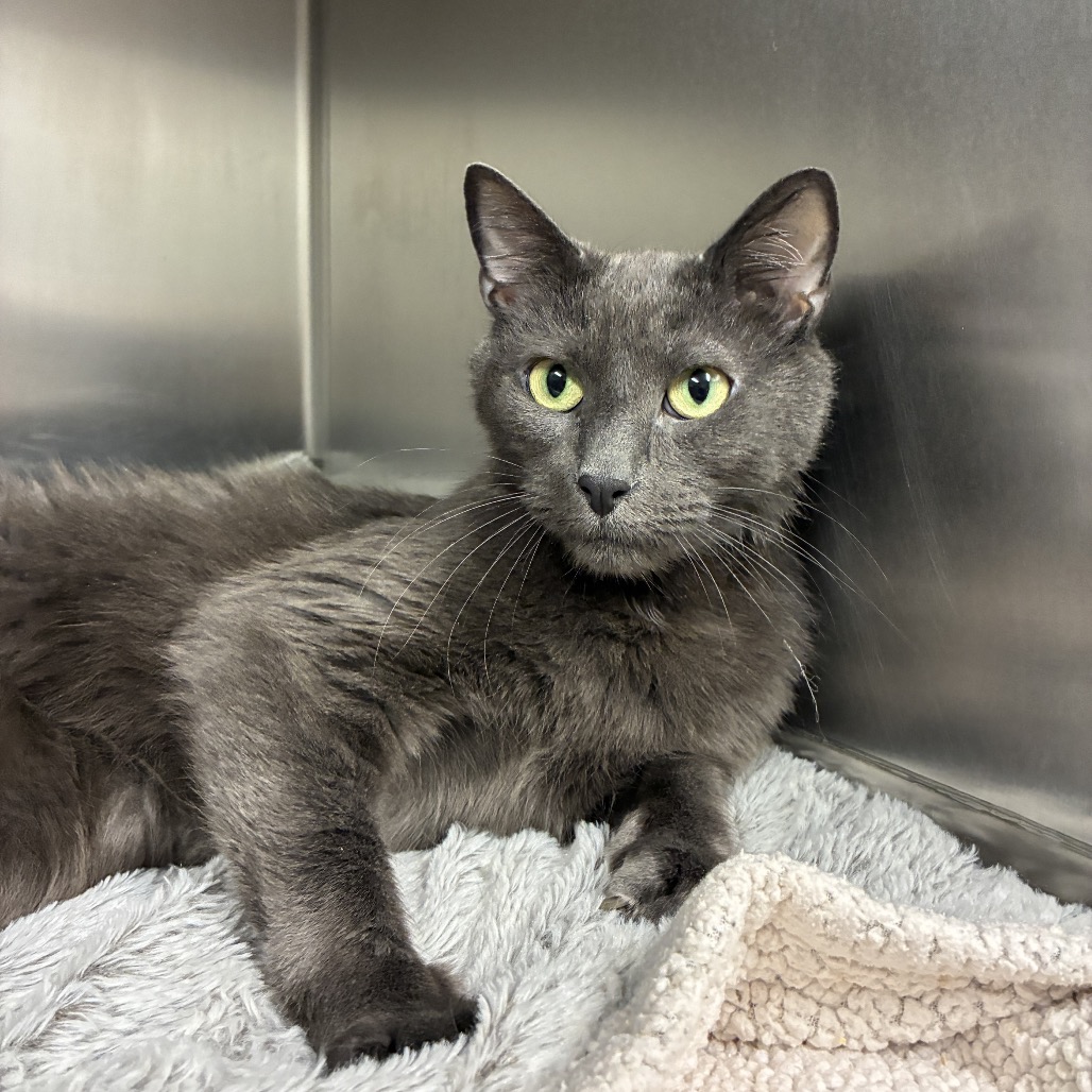 Toby Domestic Shorthair Grey 