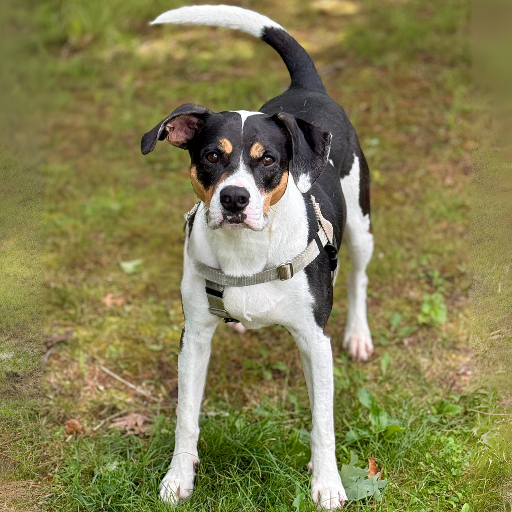 Oden Hound Black/White 