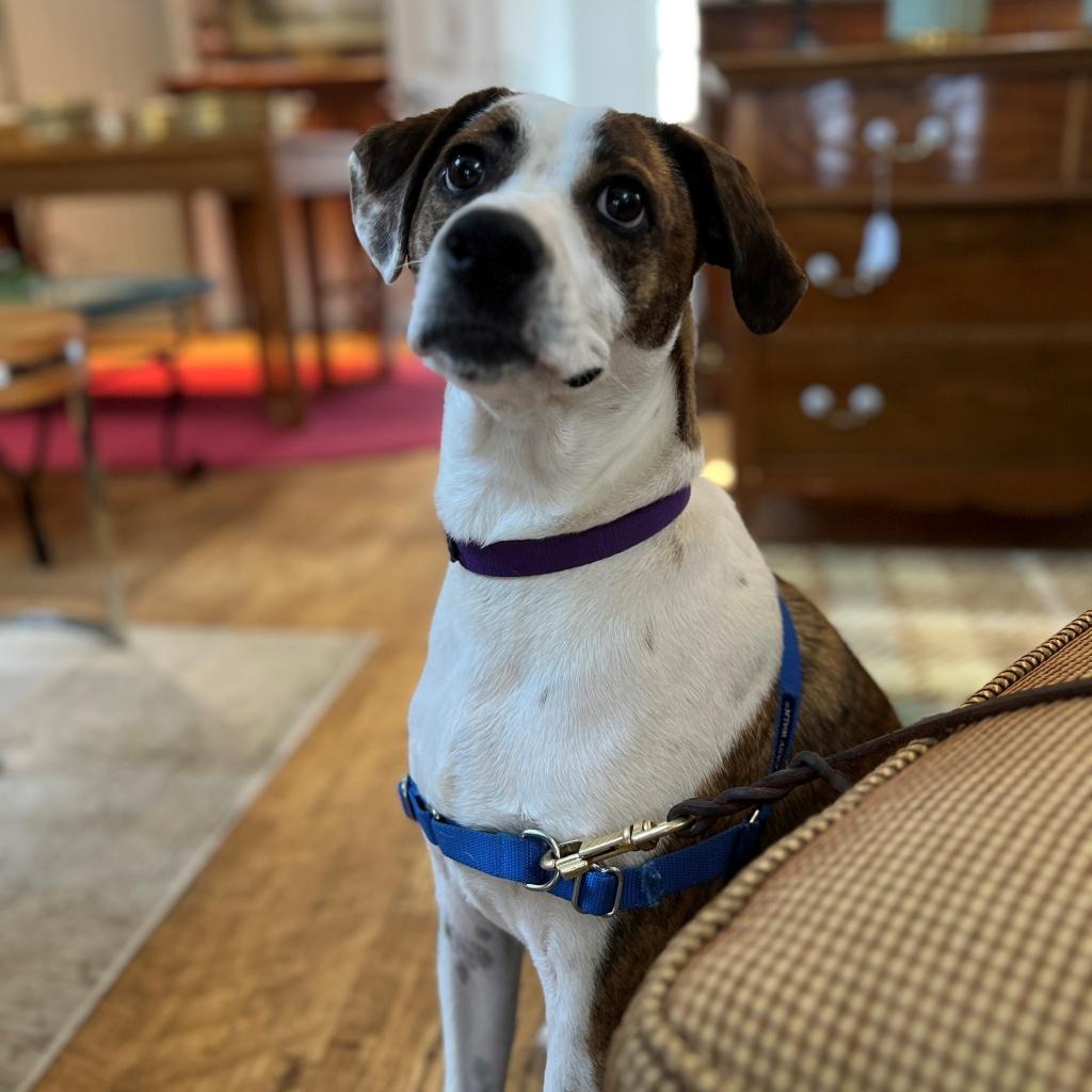 Bo Hound/Mix Brindle/White 