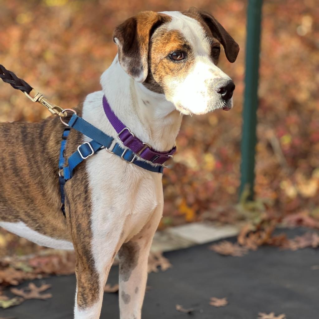 Bo Hound/Mix Brindle/White 