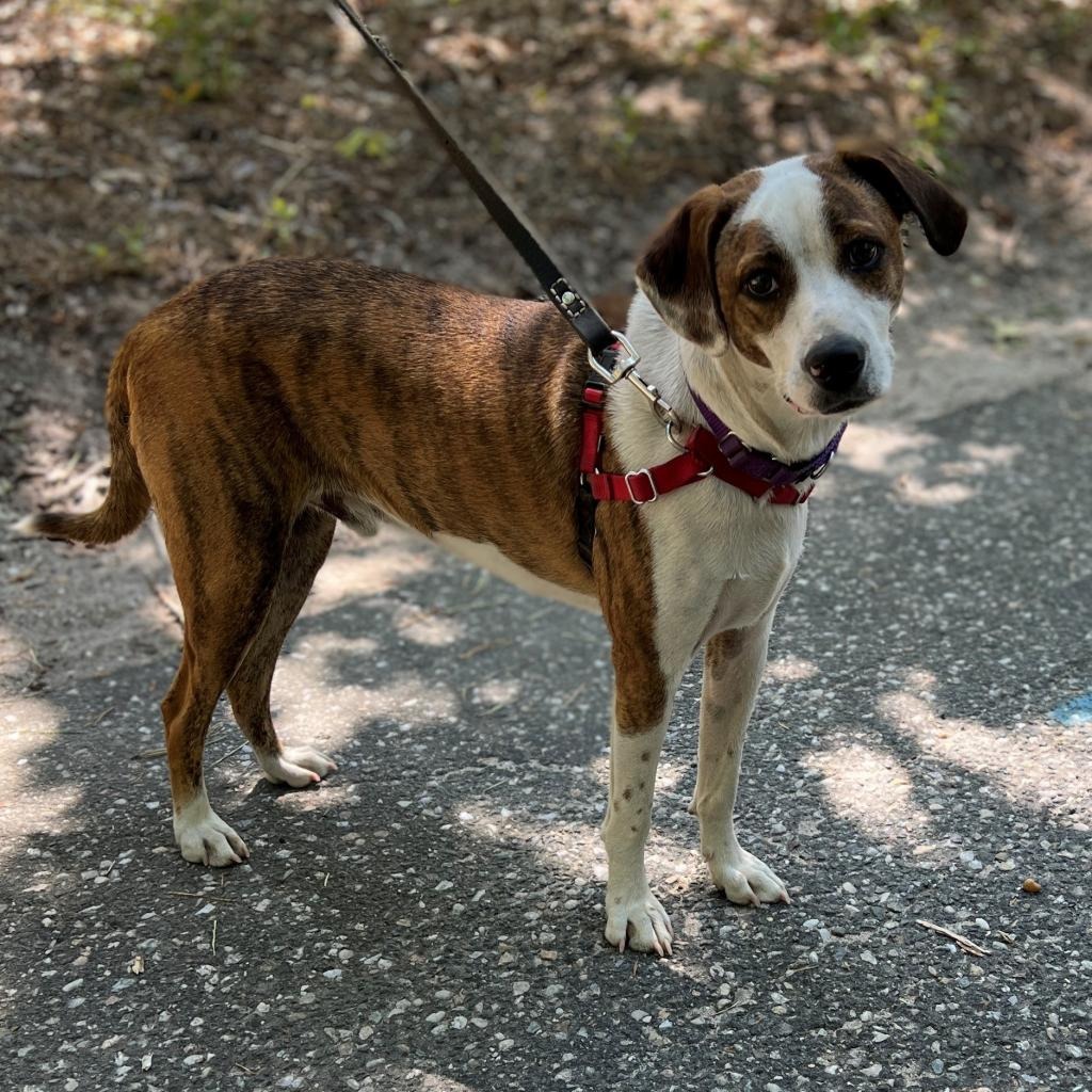 Bo Hound/Mix Brindle/White 
