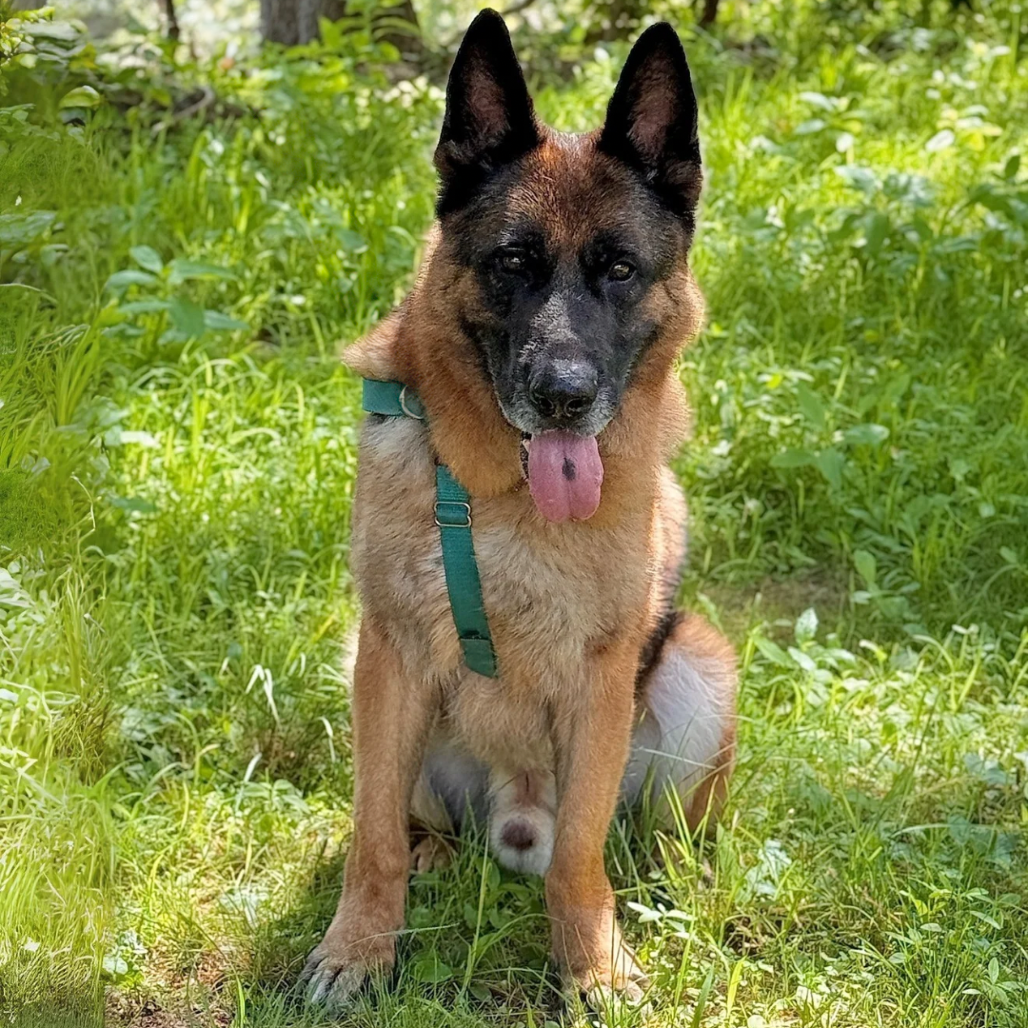 Jack Shepherd, German Black 