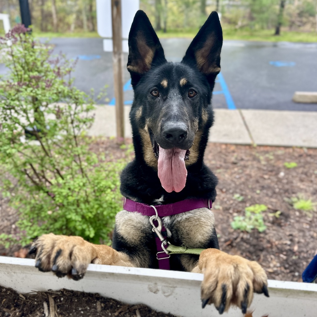Raven Shepherd, German Black 