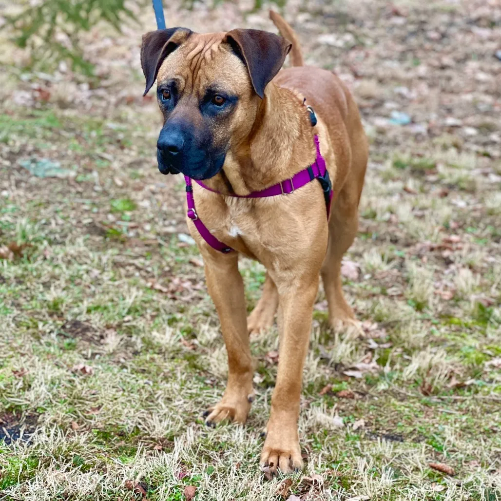 Ollie Mastiff Tan 
