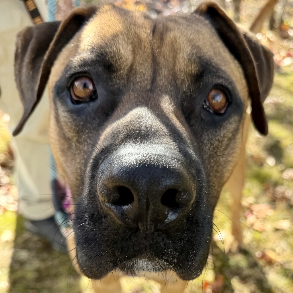 Ollie Mastiff Tan 