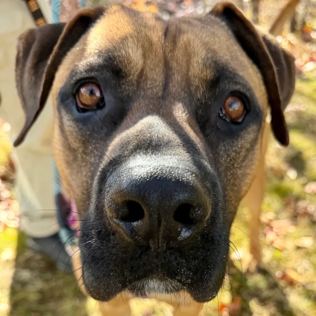 Ollie Mastiff Tan 
