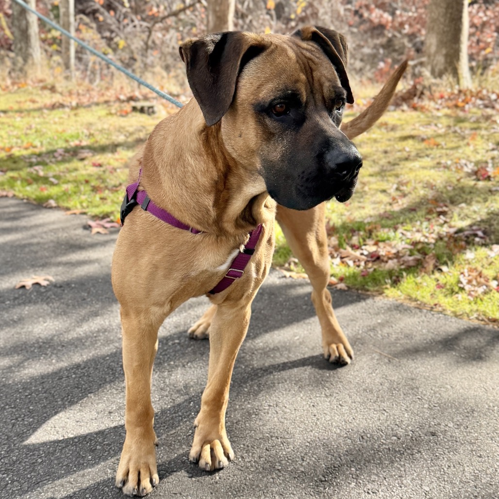 Ollie Mastiff Tan 